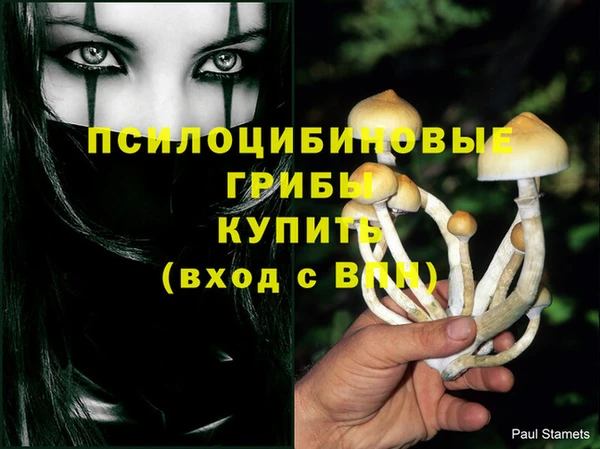 прущие грибы Михайловка